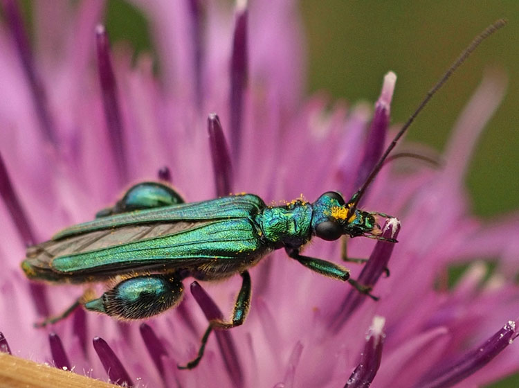 Grüner Scheinbockkäfer, Oedemera nobilis Männchen
